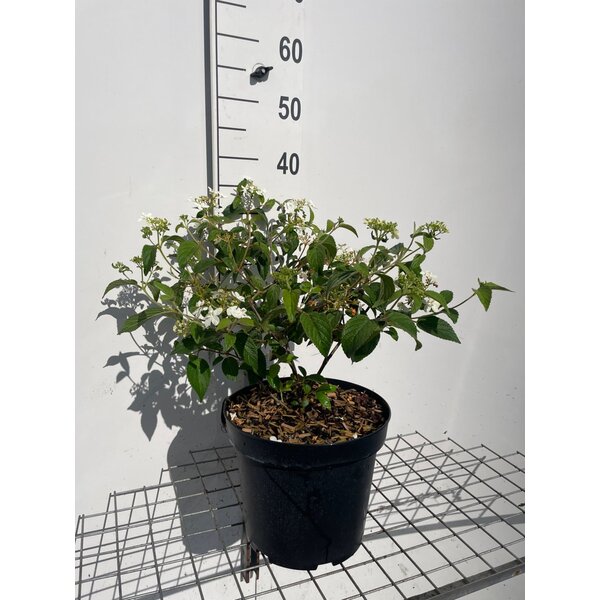 Viburnum plic. 'Watanabe' - 7,5L
