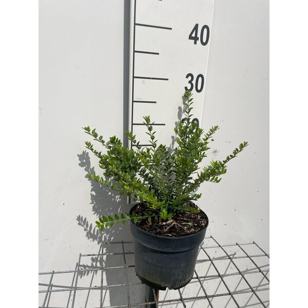 Lonicera nit. 'Elegant' - 2,0L