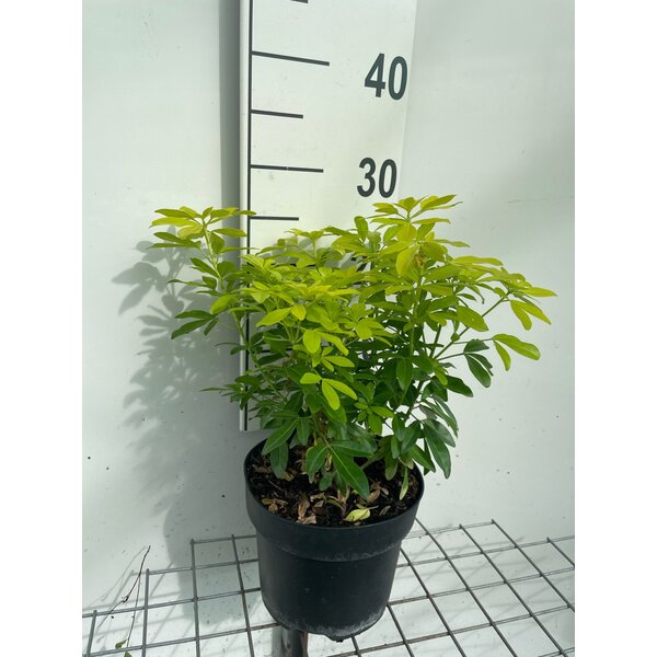 Choisya ternata Sundance - 3,0L 20+
