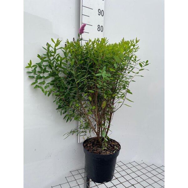 Spiraea billardii - 7,5L