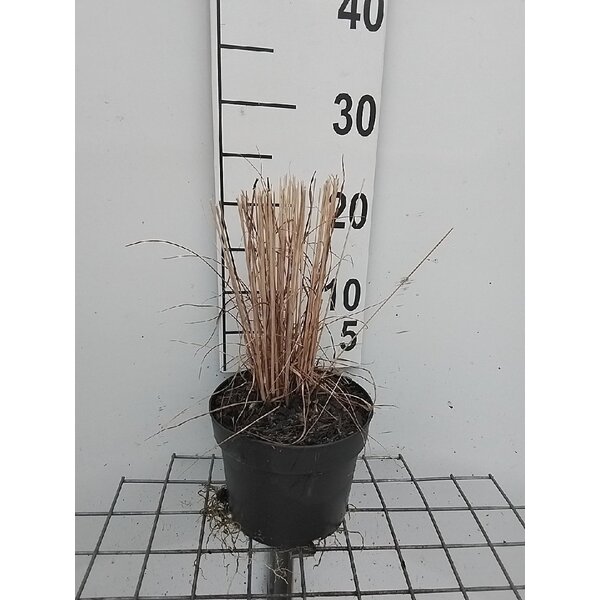 Molinia caerulea 'Heidebraut' - 2,0L