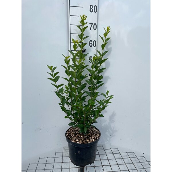 Ligustrum ovalifolium - 5,0L 60+