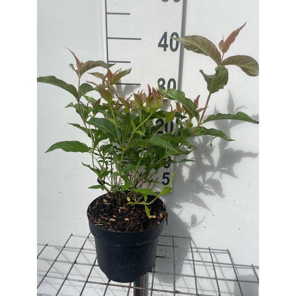 Diervilla splendens - 3,0L