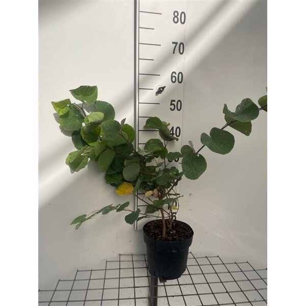 Cercis siliquastrum - 3,0L 50+
