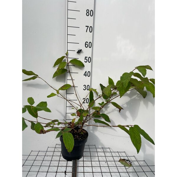 Viburnum plic. 'Mariesii' - 3,0L 40+