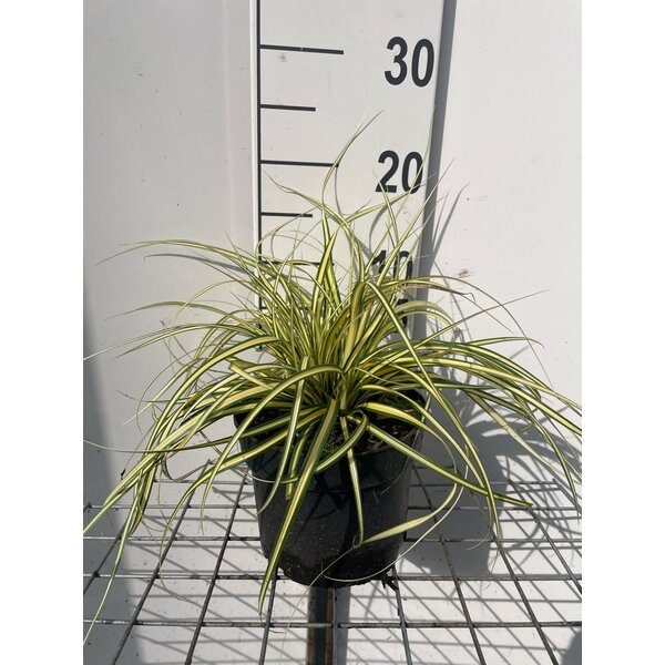 Carex oshim. 'Evergold' - 2,0L