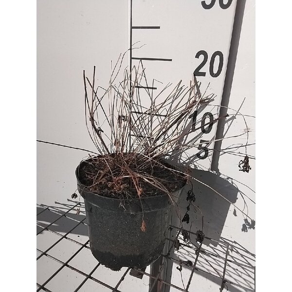 Geranium 'Brookside' - 3,0L