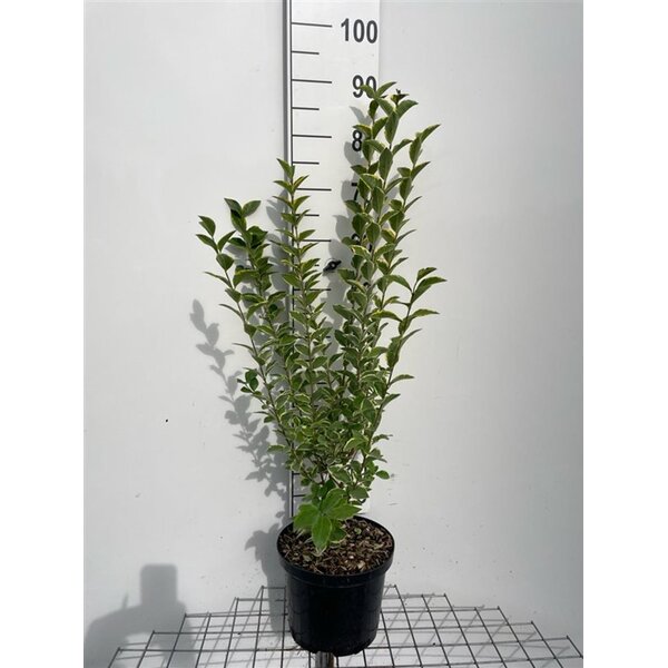 Ligustrum oval. 'Aureum' - 5,0L 80+