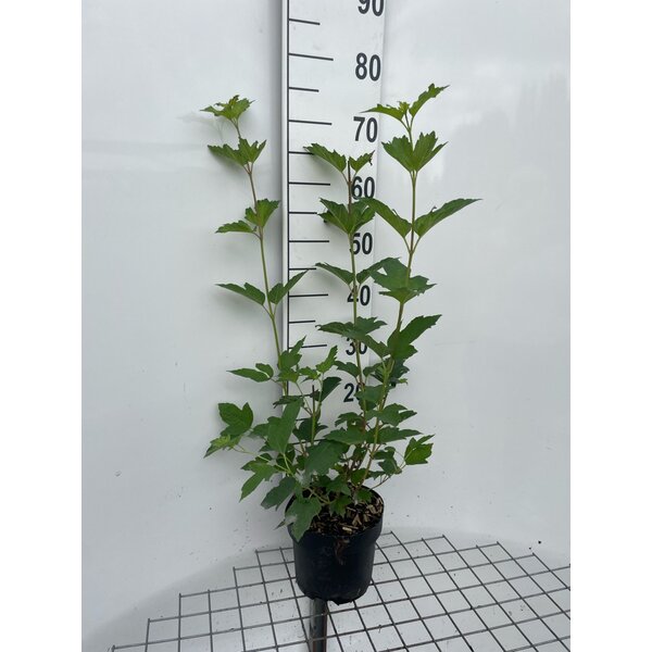 Viburnum opulus 'Roseum' - 3,0L 60+