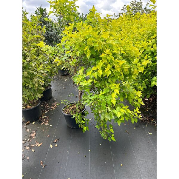 Physocarpus opulif. 'Dart's Gold' - 20L 80+