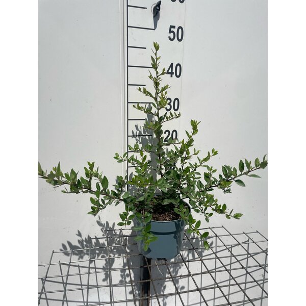 Pyracantha cocc. 'Red Column' - 2,0L