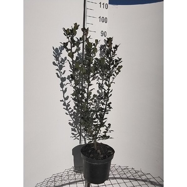 Ilex meserv. 'Blue Prince' - 7,5L 80+