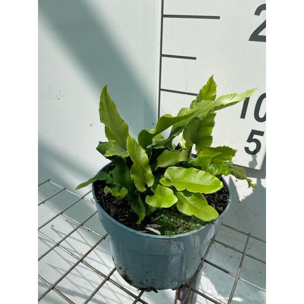Asplenium scolopendrium - 2,0L
