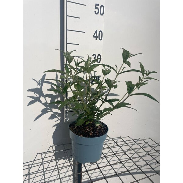 Buddleja d. 'Pink Delight' - 2,0L