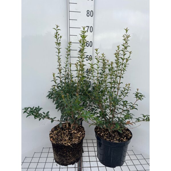 Osmanthus burkwoodii - 7,5L