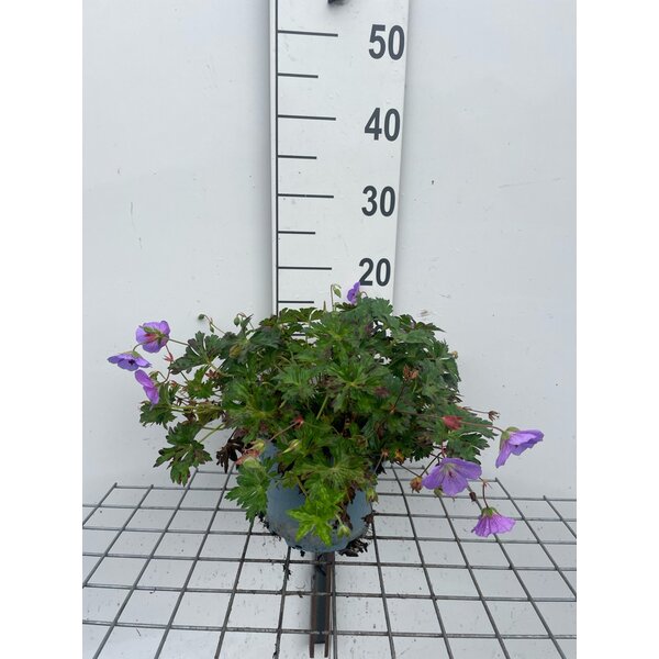 Geranium 'Azure Rush' - 2,0L