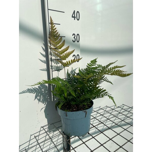 Dryopteris erythrosora 'prolifica' - 2,0L