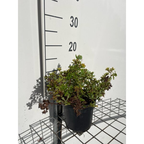 Potentilla f. 'Tilford Cream' - 1,3L