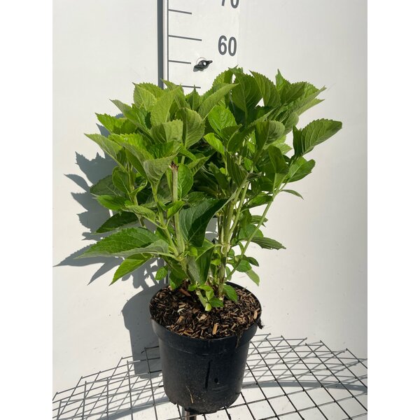 Hydrangea m. 'Gertrud Glahn' - 7,5L