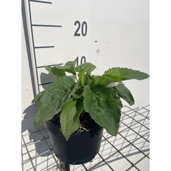 Rudbeckia f. 'Goldsturm' - 2,0L