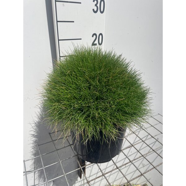 Festuca gautieri 'Pic Carlit' - 5,0L