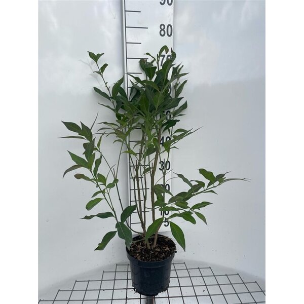 Euonymus europaeus 'Red Cascade' - 3,0L 60+