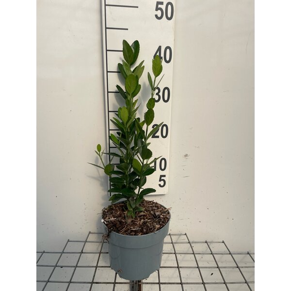 Euonymus japonicus - 2,0L 30+
