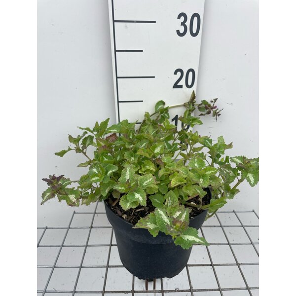 Lamium mac. 'Roseum' - 3,0L