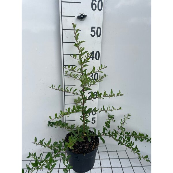 Pyracantha 'Soleil d'Or' - 2,0L