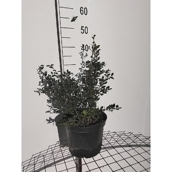 Ilex crenata 'Green Lustre' - 7,5L 40+