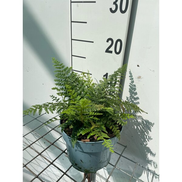 Polystichum setiferum - 2,0L