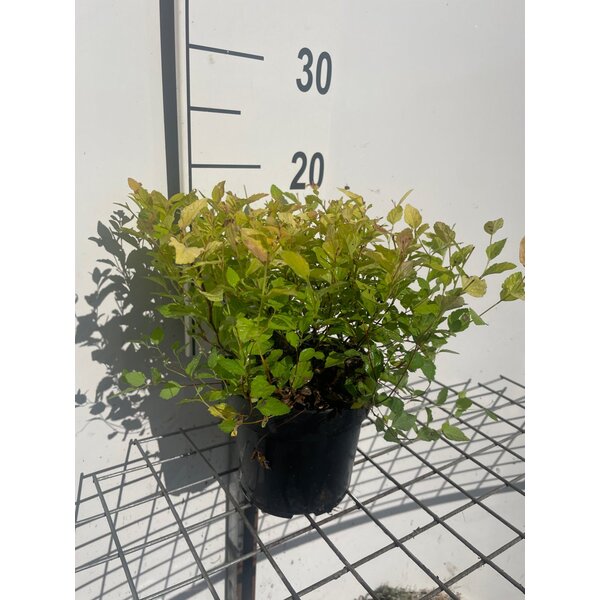 Spiraea jap. 'Golden Princess' - 1,3L
