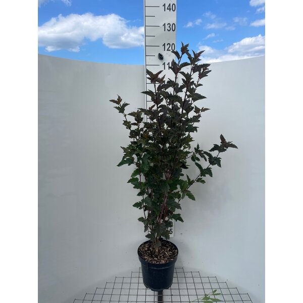 Physocarpus opulif. 'Diabolo' - 7,5L