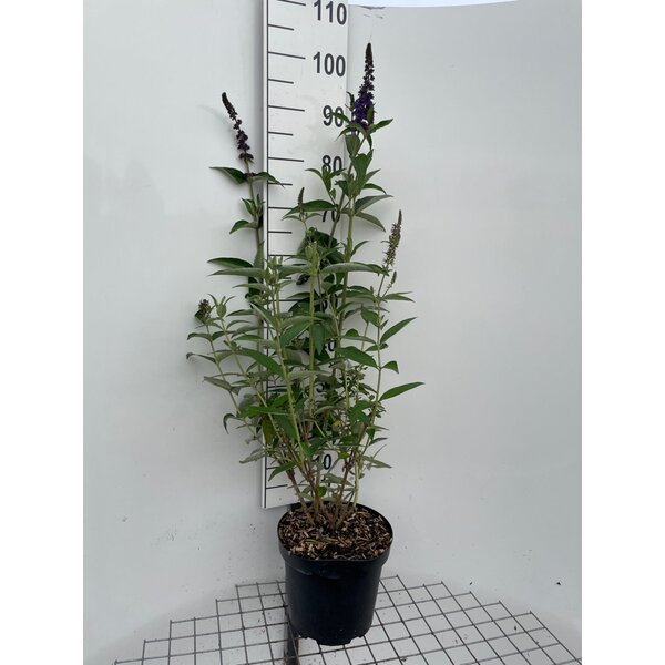 Buddleja d. 'Empire Blue' - 7,5L