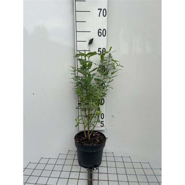 Salix integra 'Hakuro-nishiki' - 3,0L 40+