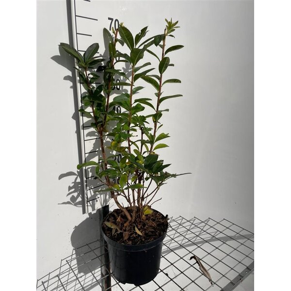 Rhododendron (bladverliezend) 'Jolie Madame' Roze - 5,0L 60+