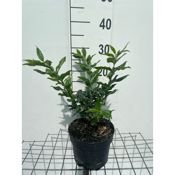 Sarcococca confusa - 2,0L