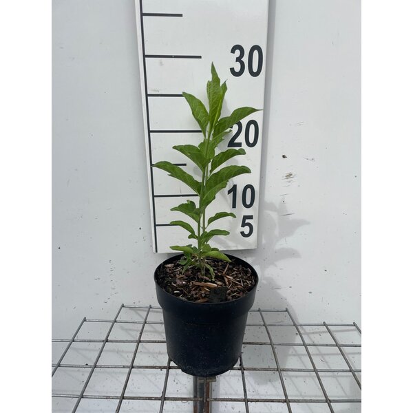 Euonymus europaeus - 1,3L