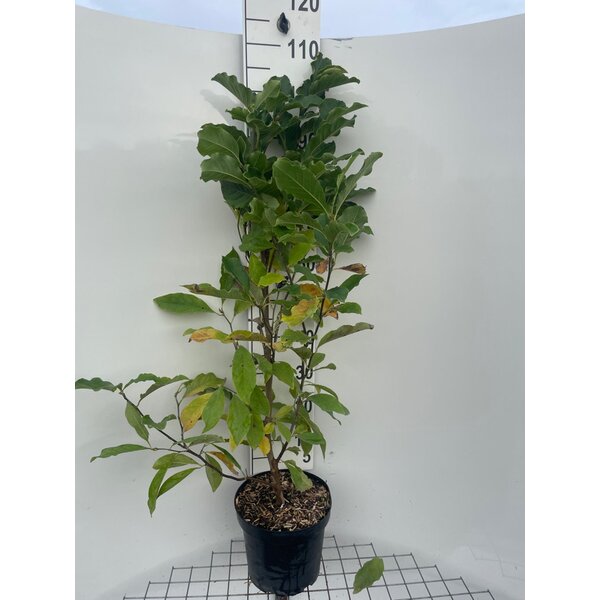 Magnolia 'Susan' - 7,5L 80+