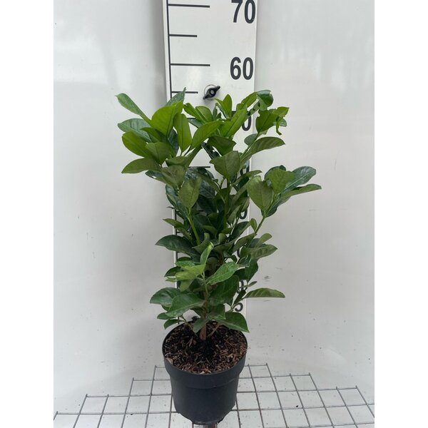 Prunus l. Etna - 3,0L 40+
