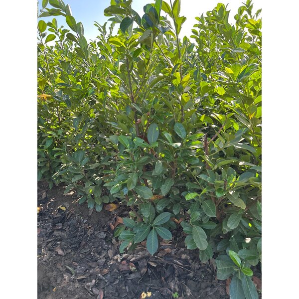 Prunus l. 'Rotundifolia' - met kluit 150+