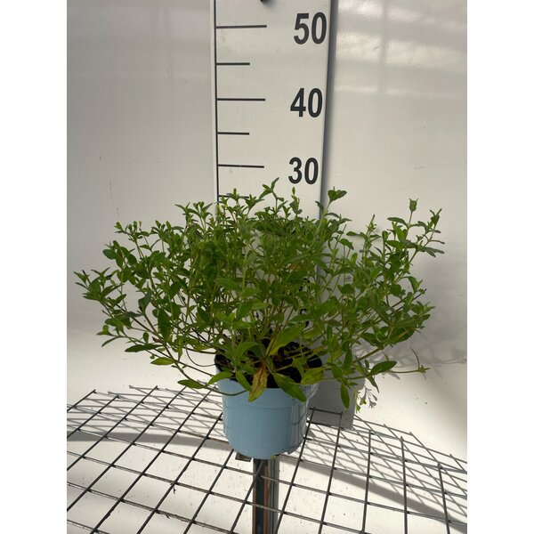 Cistus obtusifolius 'Thrive' - 2,0L
