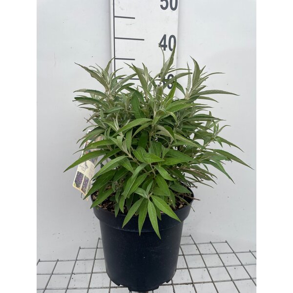 Buddleja d. Butt. Candy Little Purple - 7,5L