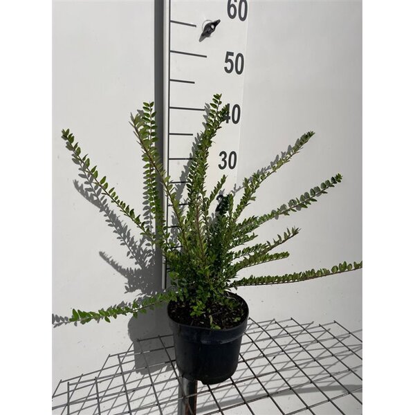 Lonicera nit. 'Elegant' - 2,0L 30+