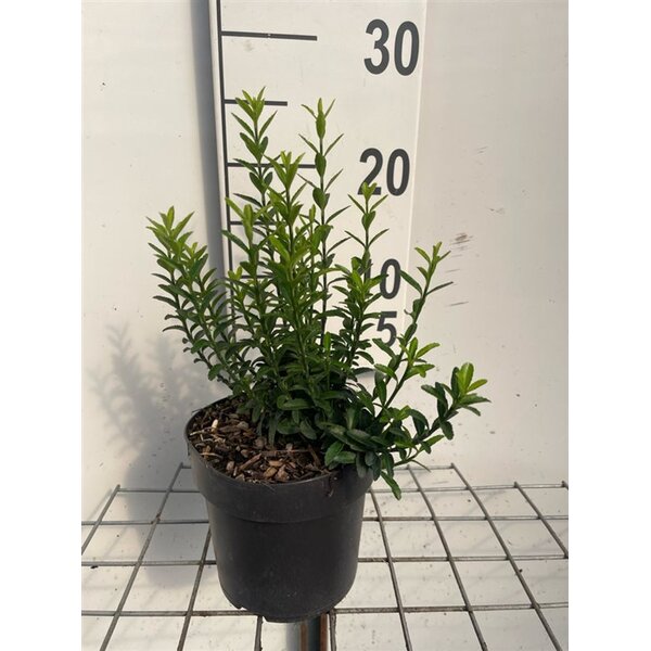 Euonymus jap. 'Microphyllus' - 1,3L 20+