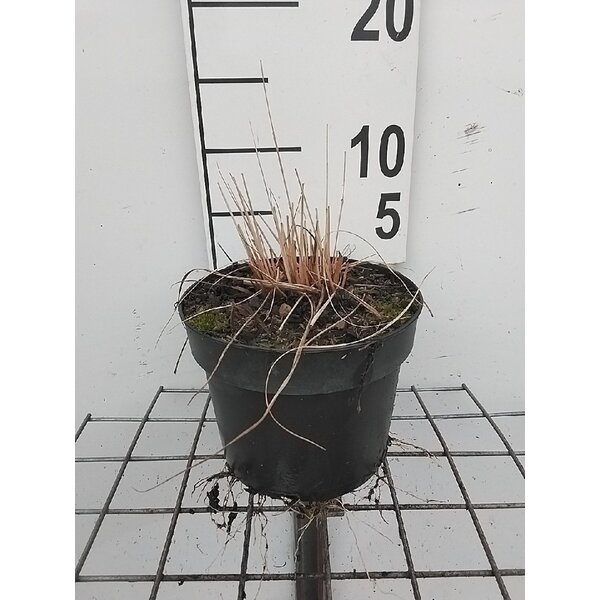 Molinia caerulea - 2,0L