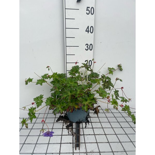 Geranium Rozanne - 2,0L