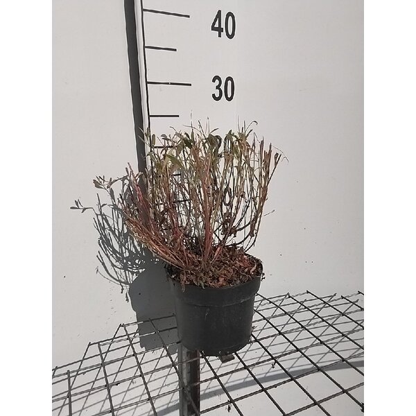 Gaura lindh. 'Short Form' - 2,0L