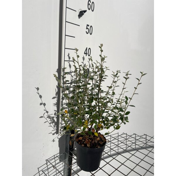 Cotoneaster franchetii - 1,3L