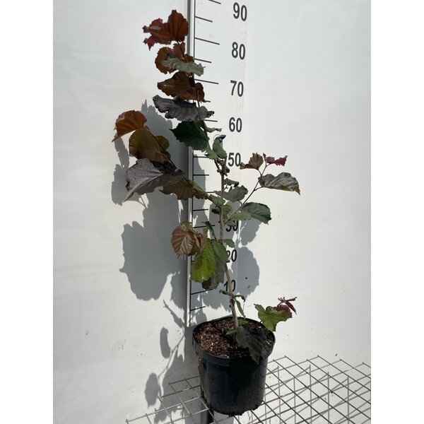 Corylus maxima 'Purpurea' - 5,0L